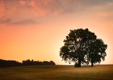 Sunset with trees in the distance